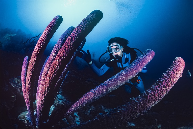 Sylvia A. Earle Ph.D.